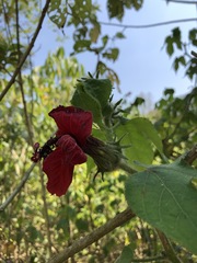 Hibiscus uncinellus