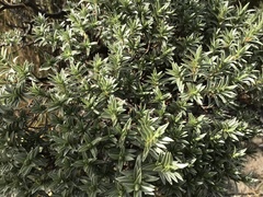 Pimelea aridula