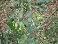 Putranjiva formosana