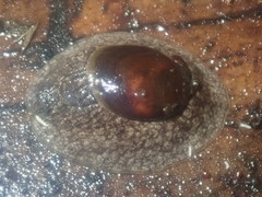 Schizoglossa