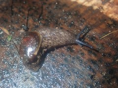 Schizoglossa