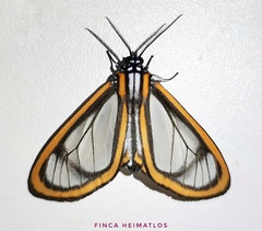 Hyalurga noguei