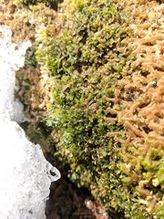 Brotherella recurvans