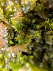 Brotherella recurvans