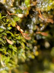 Brotherella recurvans