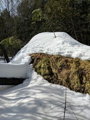 Brotherella recurvans