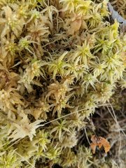 Sphagnum centrale