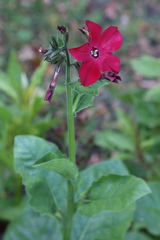 Nicotiana × sanderi