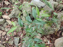 Putranjiva formosana