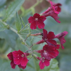 Nicotiana × sanderi