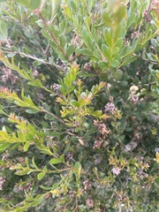 Melaleuca