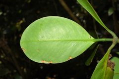 Garcinia