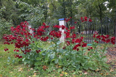 Nicotiana × sanderi