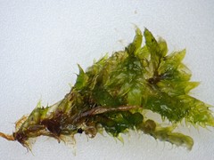 Brotherella recurvans