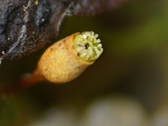 Brotherella recurvans