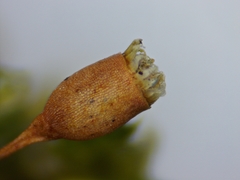 Brotherella recurvans