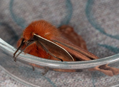 Pterolocera leucocera