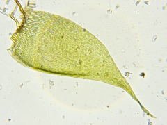 Brotherella recurvans