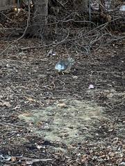 Sylvilagus floridanus