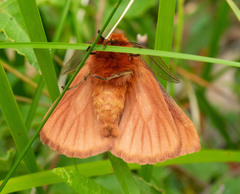 Pterolocera leucocera