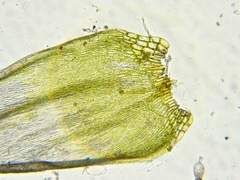 Brotherella recurvans