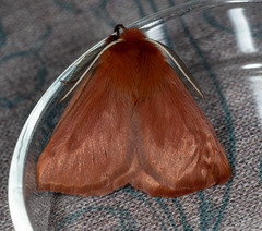 Pterolocera leucocera