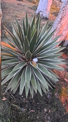 Agave