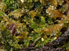 Brotherella recurvans