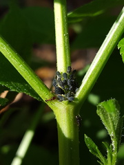 Aphis sambuci