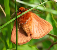 Pterolocera leucocera