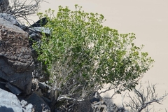 Amphipappus fremontii