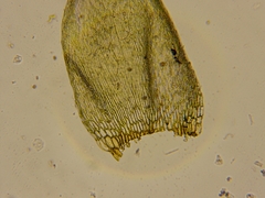 Brotherella recurvans