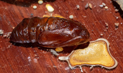 Pterolocera leucocera