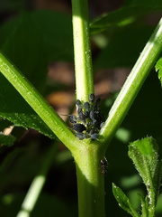 Aphis sambuci