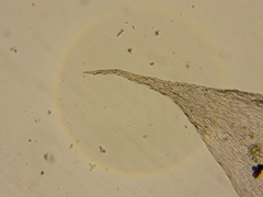 Brotherella recurvans