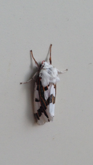 Euerythra phasma