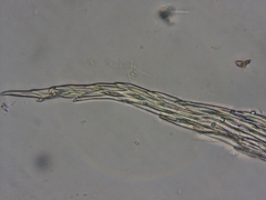 Brotherella recurvans