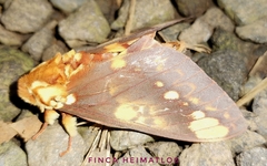 Citheronia hamifera