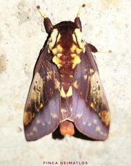 Citheronia phoronea