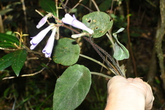 Primulina scutellifolia