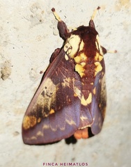 Citheronia phoronea