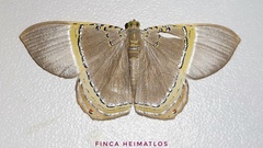 Phrygionis privignaria