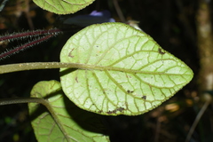 Primulina scutellifolia