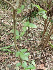 Tetrastigma formosanum