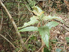 Stachyurus himalaicus