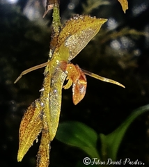 Draconanthes aberrans