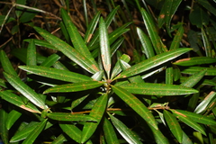 Podocarpus neriifolius