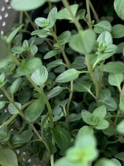 Thymus × citriodorus