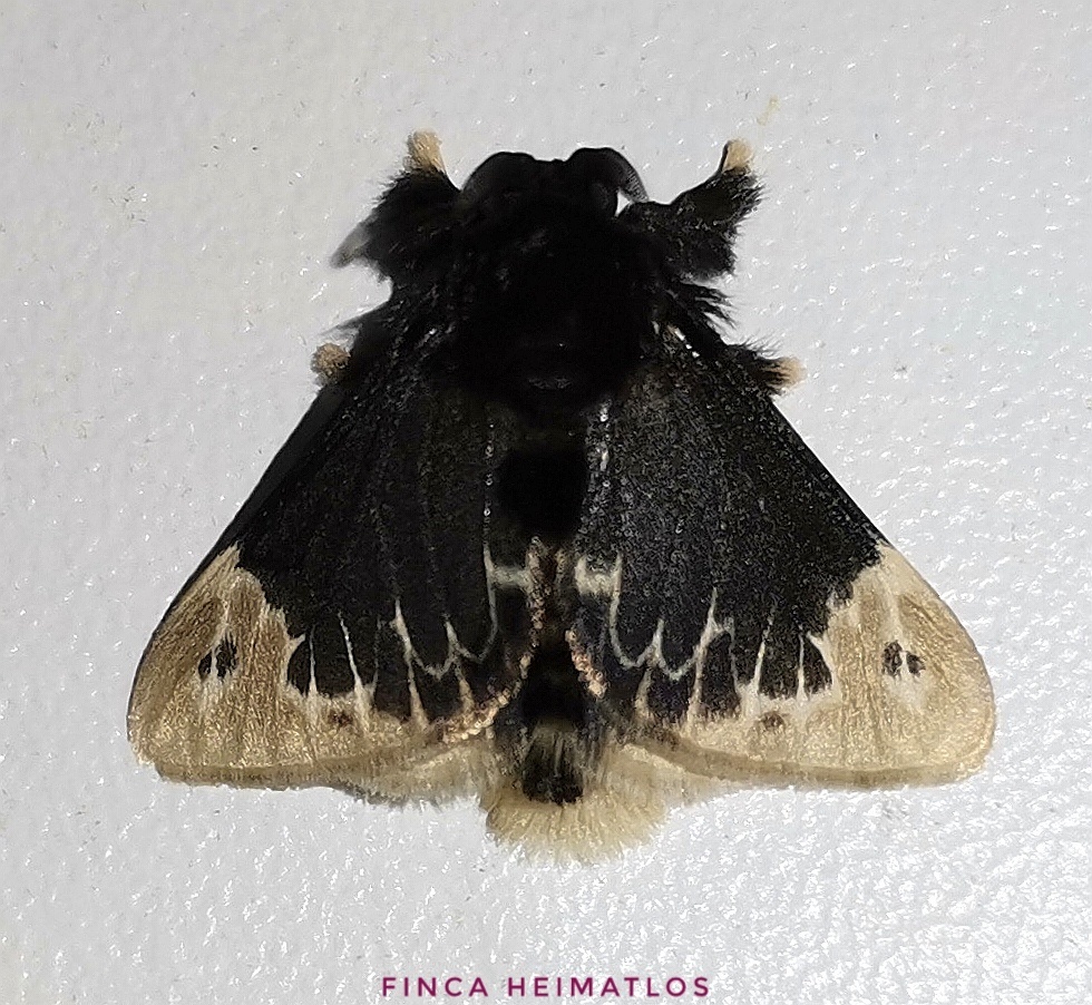 Podalia amarga