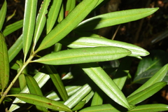 Podocarpus neriifolius